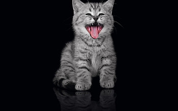 18 Cute Cat and Cat because Cats are cool ! HD wallpaper