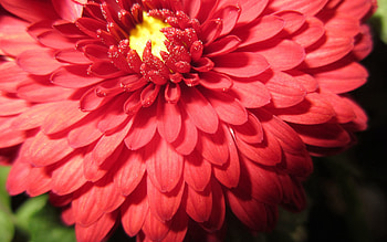 Flower, Macro, Petals, Bud HD wallpaper