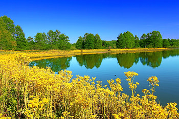 Illinois State Park, trees, Illinois, flowers, lake HD wallpaper