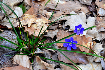 Floare de camp de primavara, ser, cer, ger, aer HD wallpaper