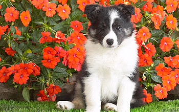 Animals, Flowers, Grass, Dog, Spotted, Spotty, Puppy HD wallpaper