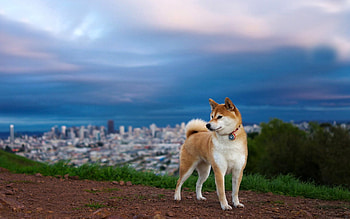 Akita Inu, Dogs HD wallpaper