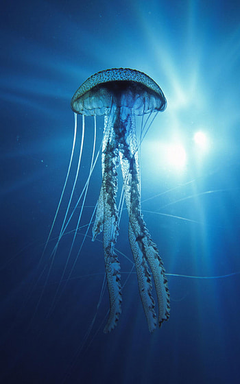 Vertical , Dual monitor, Vertical , Vertical HD phone wallpaper