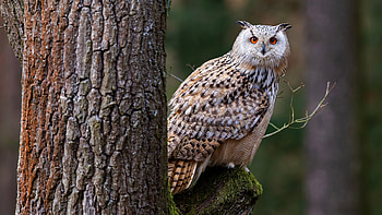 Owl, animal, bird, tree HD wallpaper
