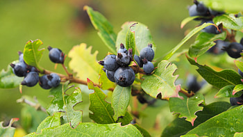 Food, Berries, Branch, Ripe HD wallpaper