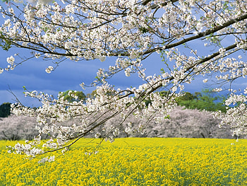 Plants, Flowers HD wallpaper