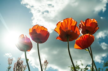 Bright red poppies basking in sunlight with a vivid sky backdrop. HD wallpaper
