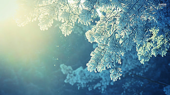Frosty HD wallpaper