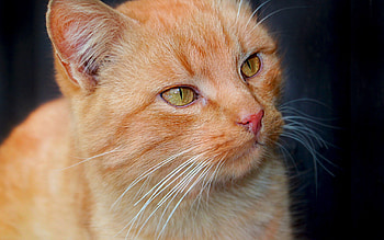 Animals, Kitty, Kitten, Muzzle, Sight, Opinion, Mustache, Moustache HD wallpaper