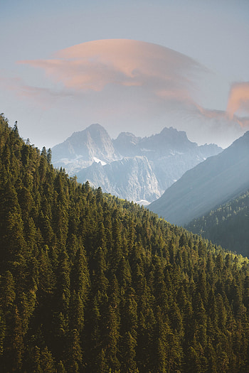 Forest, pines trees, mountains, nature HD phone wallpaper