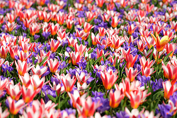 Garden flowers, tulips, bloom HD wallpaper