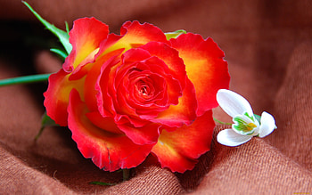 Rose and snowdrop, rose, snowdrop, delicate, red, petals, scent, beautiful, flowers, fragrance HD wallpaper