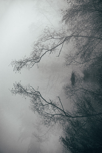 Landscape, Nature, Lake, Reflection, Fog, Branches HD phone wallpaper