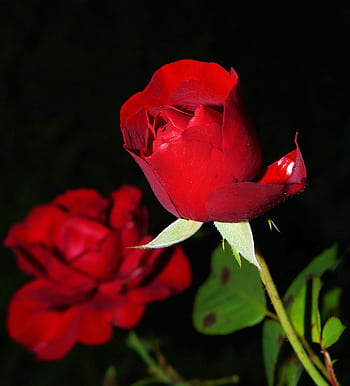 Stunning close-up of vibrant red roses in bloom, capturing the beauty and essence of nature. HD phone wallpaper