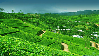 Top beautiful Sri Lanka, Nature's wonders, Stunning landscapes, Serene beauty HD wallpaper
