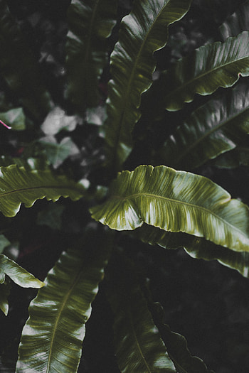 Nature, Leaves, Plant, Dark, Tropical HD phone wallpaper