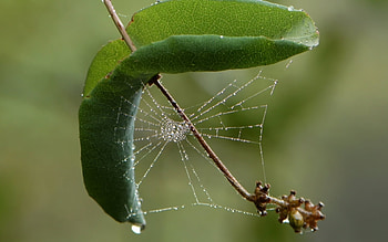 Spider Web on Honeysuckle, drops, cobweb, spider web, macro, America HD wallpaper