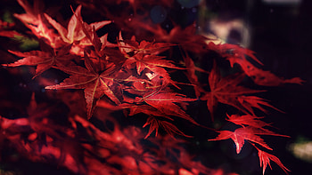 Closeup View Of Red Maple Leaves Tree Branches In Blur Background Nature HD wallpaper