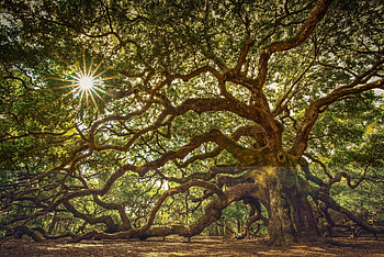 Oak Tree, Angel oak tree, , Majestic beauty HD wallpaper