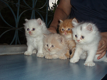 my loving cats, brownie, simba, dodo, jojo HD wallpaper