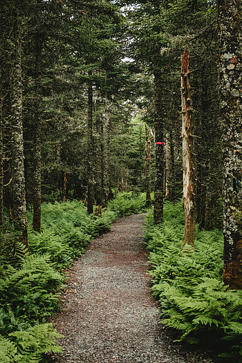 Nature, Trees, Fern, Forest, Path HD phone wallpaper
