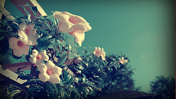 Flowers, Sky, Leaves, Plant HD wallpaper
