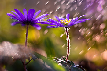 Flowers, Violet, Flower, Petals, Blur, Smooth, Purple HD wallpaper
