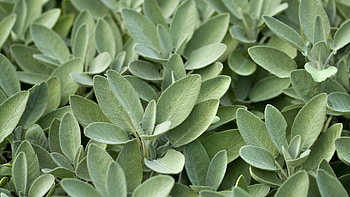Sage as a spice, Culinary applications, Seasoning plant, Traditional flavoring HD wallpaper