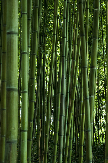 Green, forest, bamboo, trees HD phone wallpaper