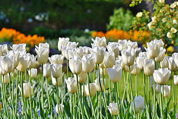 Tulips, flowers fields, white flowers, farm HD wallpaper