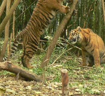 two tigers, take a look, tag, at play HD wallpaper