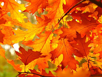 colorful autumn, colorful, leaves, trees, autumn, leaf, nature, twig, tree HD wallpaper