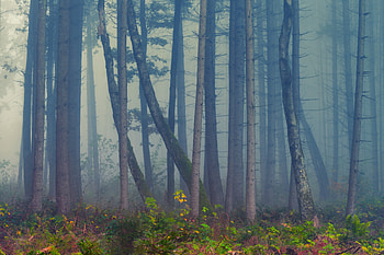 Forest, mist, trees, nature HD wallpaper