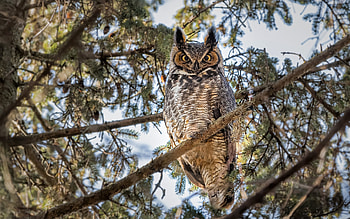 Great Horned Owl, animal, bird, owl, great horned HD wallpaper