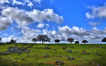 Nature, Flowers, Grass, Sky, Clouds, Summer, Horizon HD wallpaper