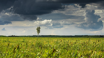 Field, sky, nature, tree HD wallpaper
