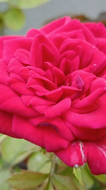 Red rose, rose, , flower HD phone wallpaper