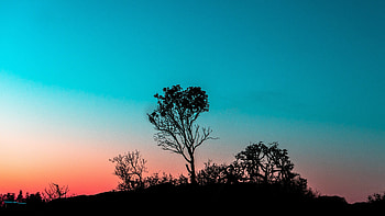 Tree and bushes outlines, Intriguing patterns, Nature's secrets, Mysterious beauty HD wallpaper