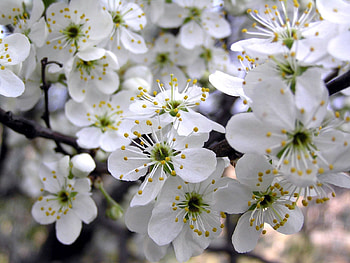 Flowers, Cherry, Petals, Spring, Stamens HD wallpaper
