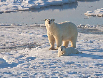 Mother and Cub, winter, polar, bear, snow HD wallpaper