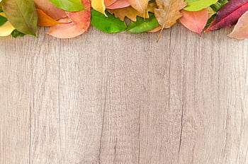 Vibrant autumn leaves displayed on a wooden background, perfect for seasonal decor and design. HD wallpaper