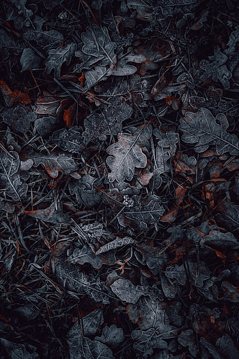 Nature, Grass, Autumn, Leaves, Macro, Hoarfrost, Frost HD phone wallpaper