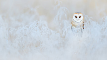 Barn Owl , barn-owl, owl, birds HD wallpaper