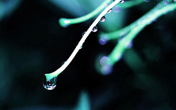 Grass, Background, Drops, Plant, Macro, Dark HD wallpaper
