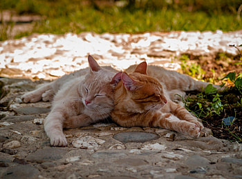 Cats, kitten, kitty, cute, cat, beautiful, paws, sleeping, cat face, pretty, animals, face, lovely, hat HD wallpaper