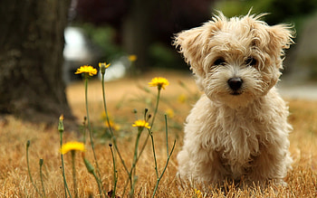 Animals, Dogs HD wallpaper