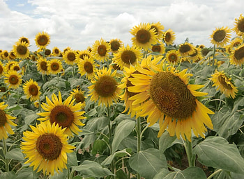Flowers, Sunflowers, Sky, Clouds, Summer, Field HD wallpaper