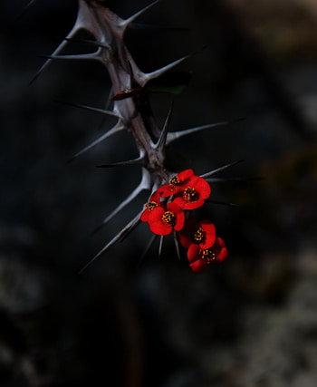 Flowers, Needle, Macro, Blur, Smooth, Thorns, Prickles, Spikes HD phone wallpaper