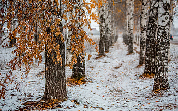 * Winter *, winter, trees, nature, snow HD wallpaper