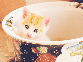 Hello green eyes;), sunshine, kitty, cats, eyes, beautiful, wonderful, sweet one, little, pink, animals, green, yellow, forever HD wallpaper